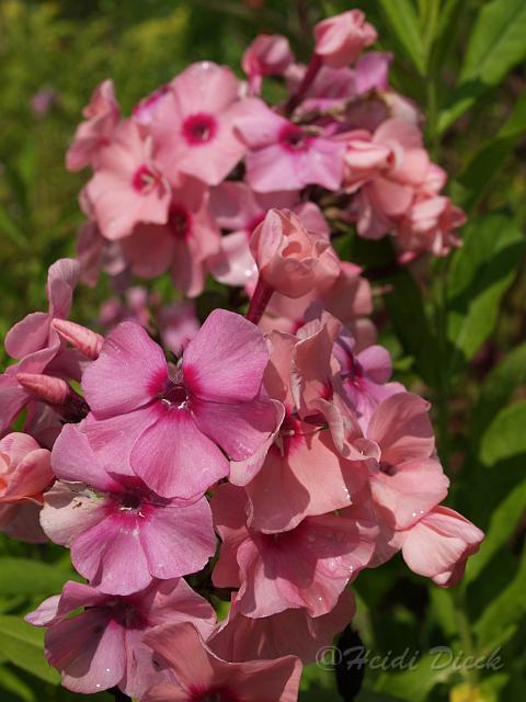 Phlox Paris.JPG